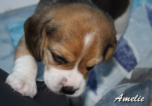 Beaglewelpe